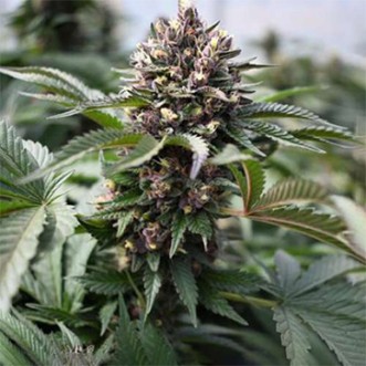 Cannabis seeds Wedding Tree Feminised Silver - 500 pcs